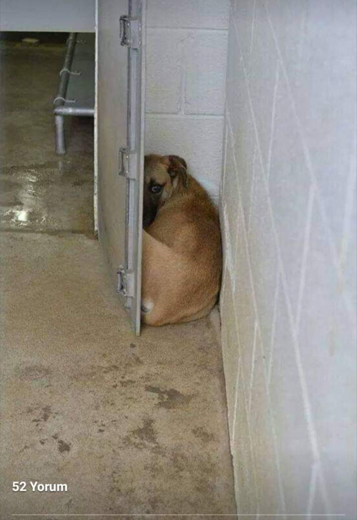 bak ve utan insanoğlu bu senin eserin kendinle övün şimdi insanım diye .