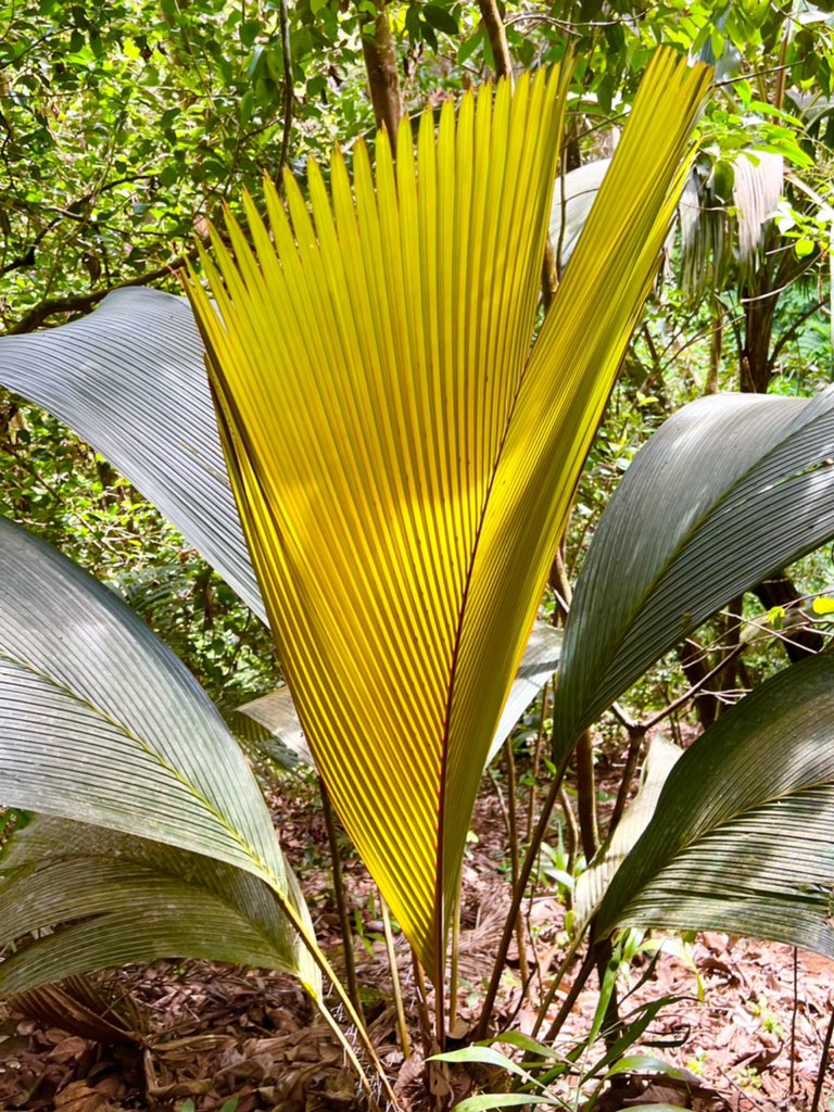 carllewis's tweet photo. Phoenicophorium borsigianum on Mahé, Praslin, and Curieuse, Seychelles. This is the most widespread &amp; adaptable endemic palm of the islands, growing from the seashore to high elevations. https://t.co/Z15CrqvYWt