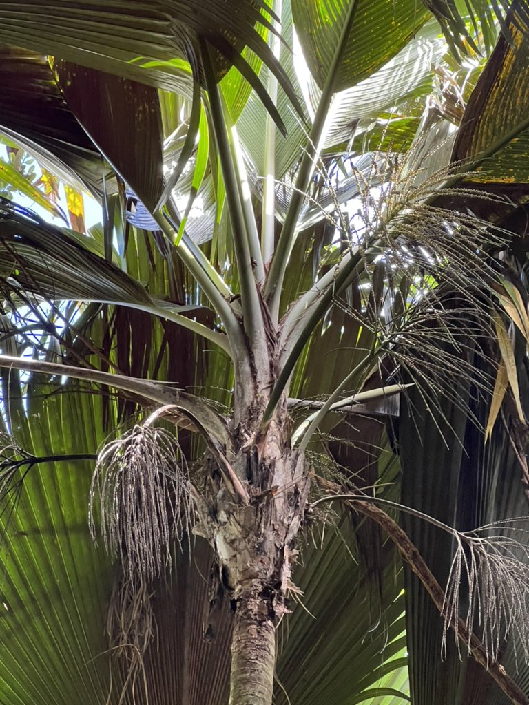 carllewis's tweet photo. Phoenicophorium borsigianum on Mahé, Praslin, and Curieuse, Seychelles. This is the most widespread &amp; adaptable endemic palm of the islands, growing from the seashore to high elevations. https://t.co/Z15CrqvYWt