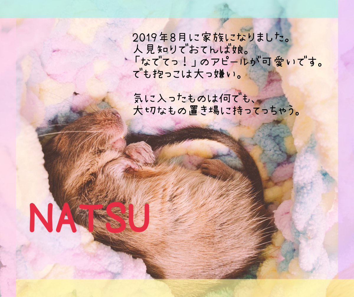 aiko120912's tweet photo. 我が家も賑やかになりました。
今年も一年間健康に過ごしていきましょう🐀🐇🦜✨

＃デグー　＃うさぎ  ＃インコ
#動物好きな人と繋がりたい https://t.co/1etImYybse