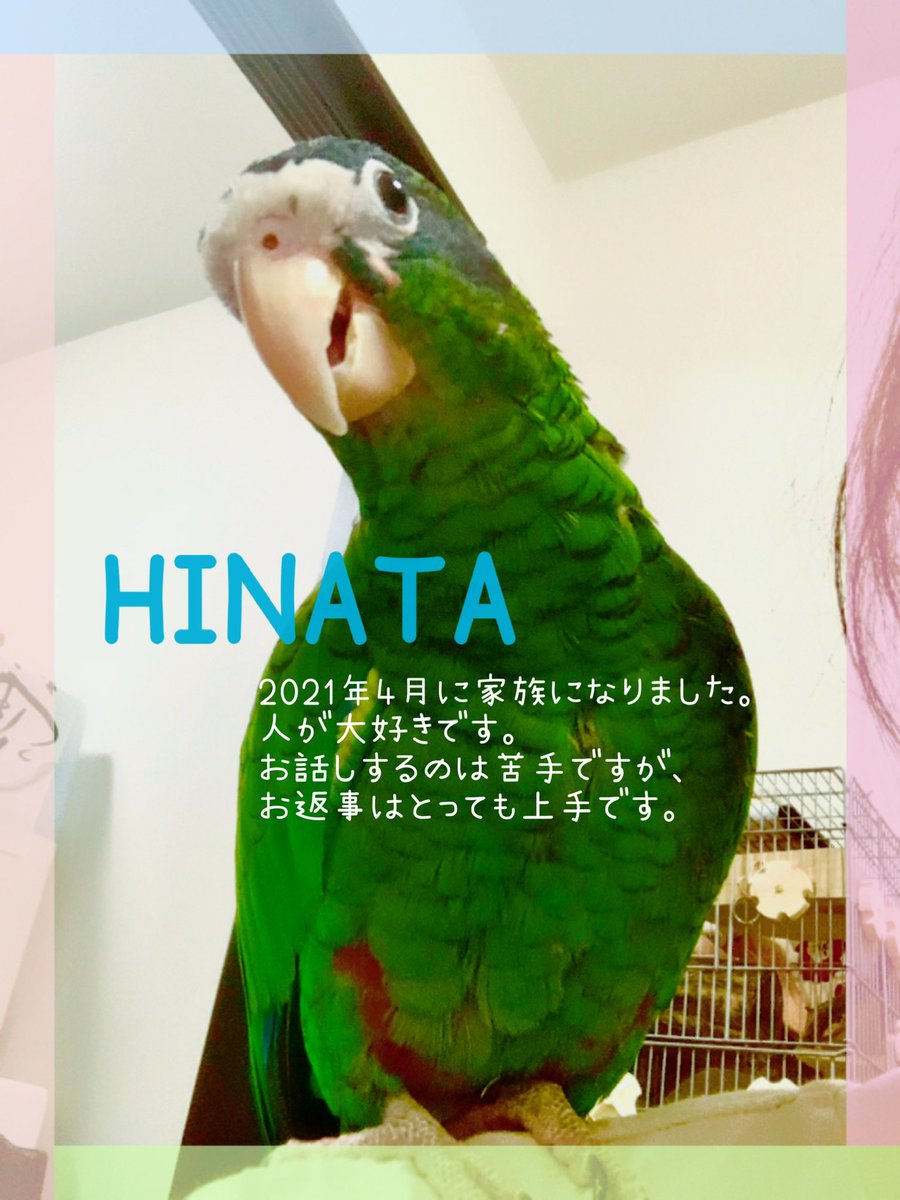 aiko120912's tweet photo. 我が家も賑やかになりました。
今年も一年間健康に過ごしていきましょう🐀🐇🦜✨

＃デグー　＃うさぎ  ＃インコ
#動物好きな人と繋がりたい https://t.co/1etImYybse