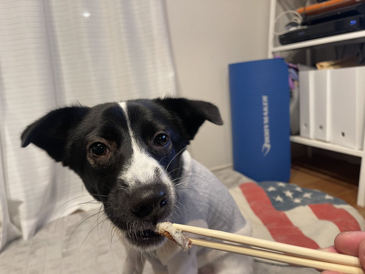 Fast618's tweet photo. 最近は犬にも鮒寿司を奪われます
#2022NewYear https://t.co/1rGL50R2kR