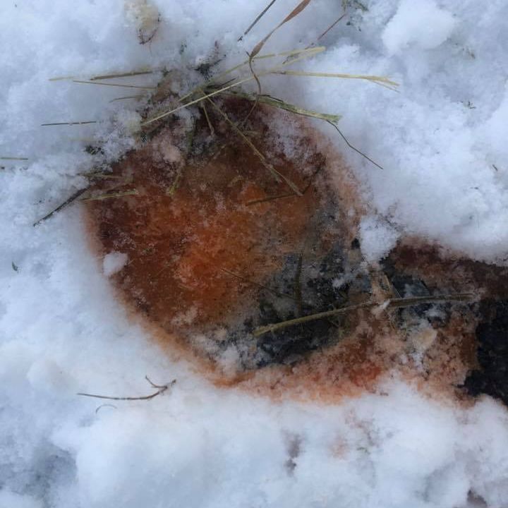 Jan Newsletter From Green Glen Equine Hospital - mailchi.mp/9dad7f0dad17/h…