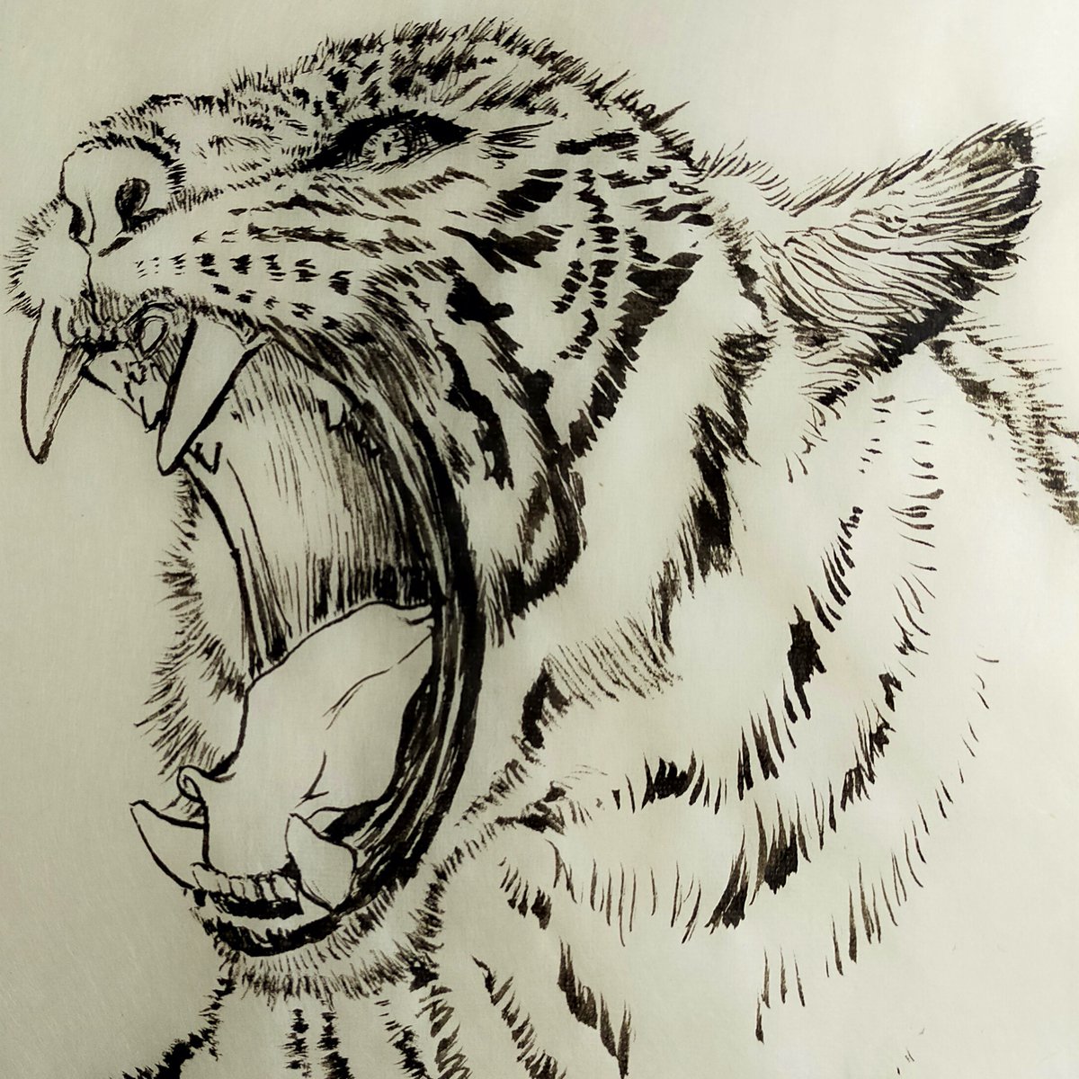 久々にいい筆、顔料インクで雁皮紙に描いてみました。2022年だから「にゃおーんにゃんにゃん」の猫絵にするかちょっと考えましたが…虎、描いてみたかったんだよね。 