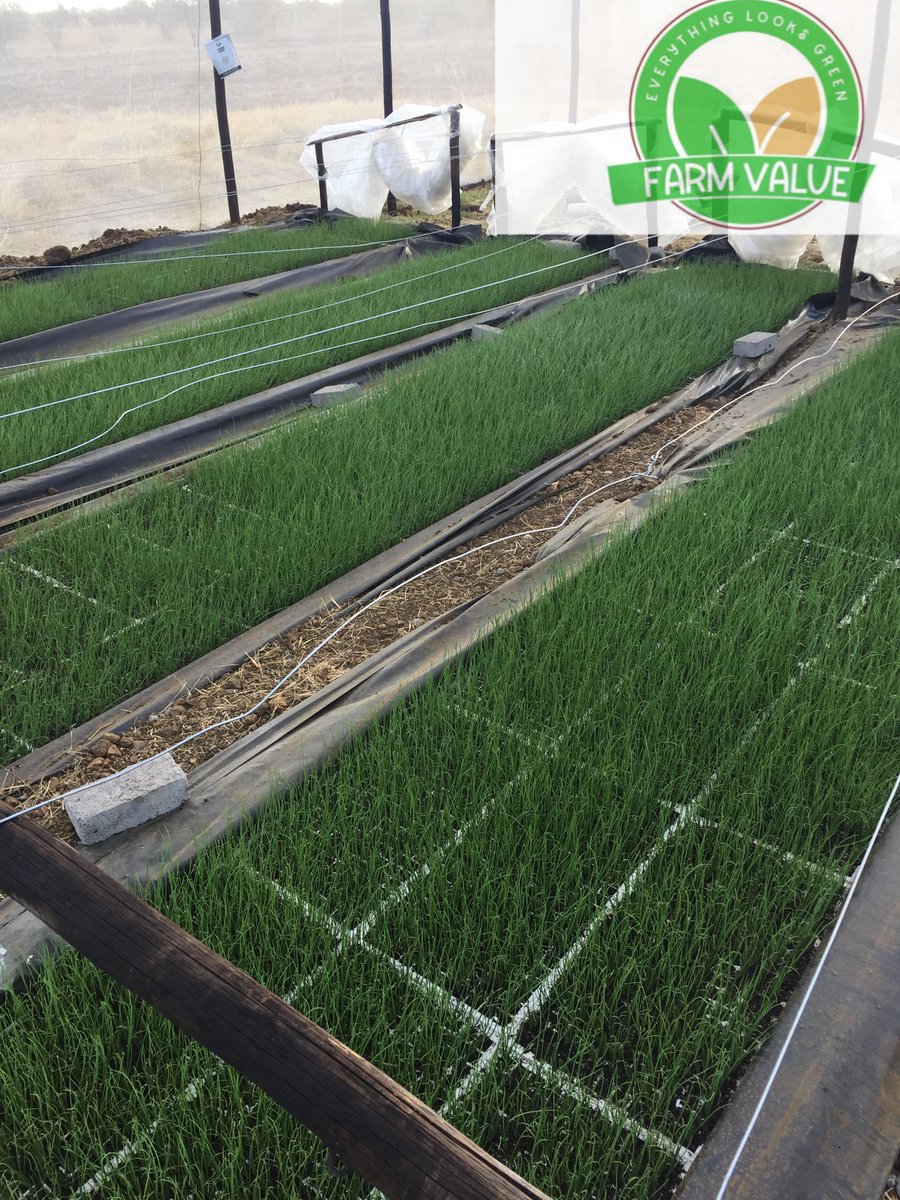 Green Value farm tweet media