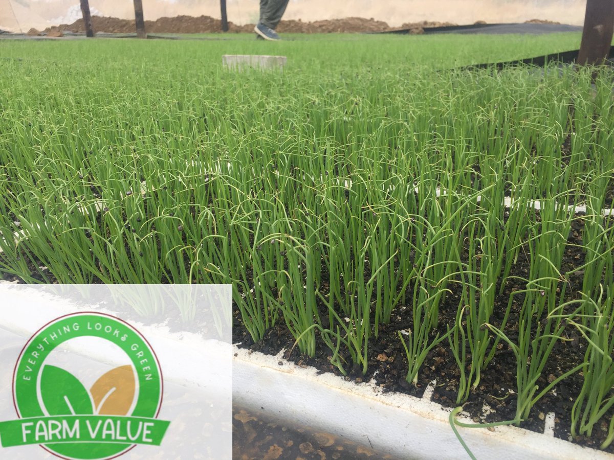 Green Value farm tweet media