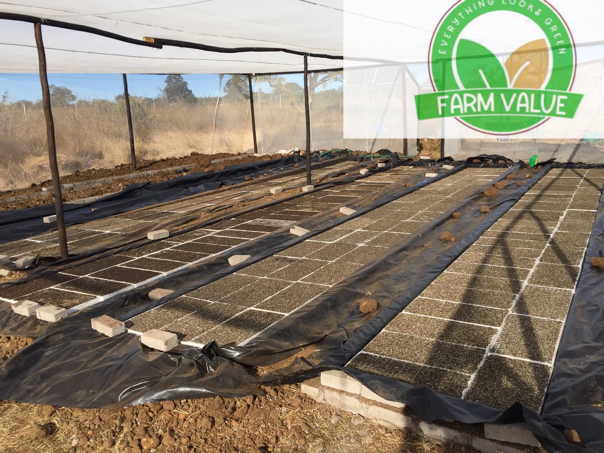 Green Value farm tweet media