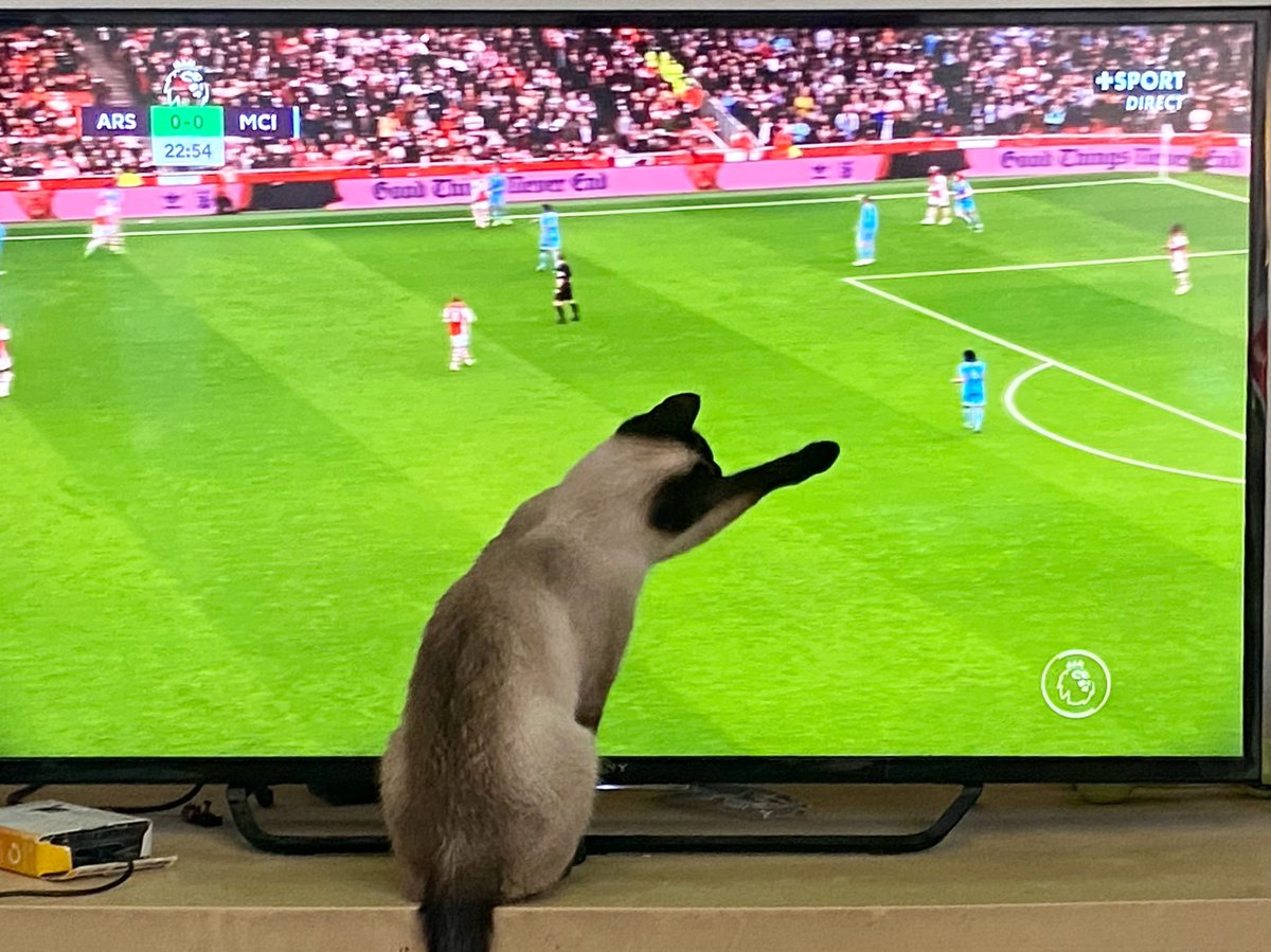 fanny_abernathy's tweet photo. Best football fan #Racoon #ARCMCI https://t.co/9W8hTDhEdL