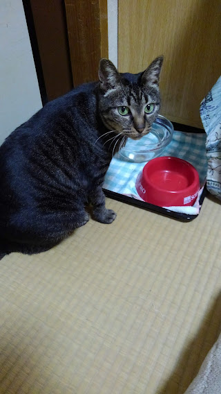 okyo_penguin's tweet photo. あけましておめでとうございます。
初ツイートです。
今一つ仕組みがわかっておりませんが
ぼちぼち参加してみようと思います。
失礼がありましたら平にご容赦を＾＾；
長女：鈴（すず）18歳　　　次女：凛（りん） 7歳 https://t.co/xGbcRWkgZx