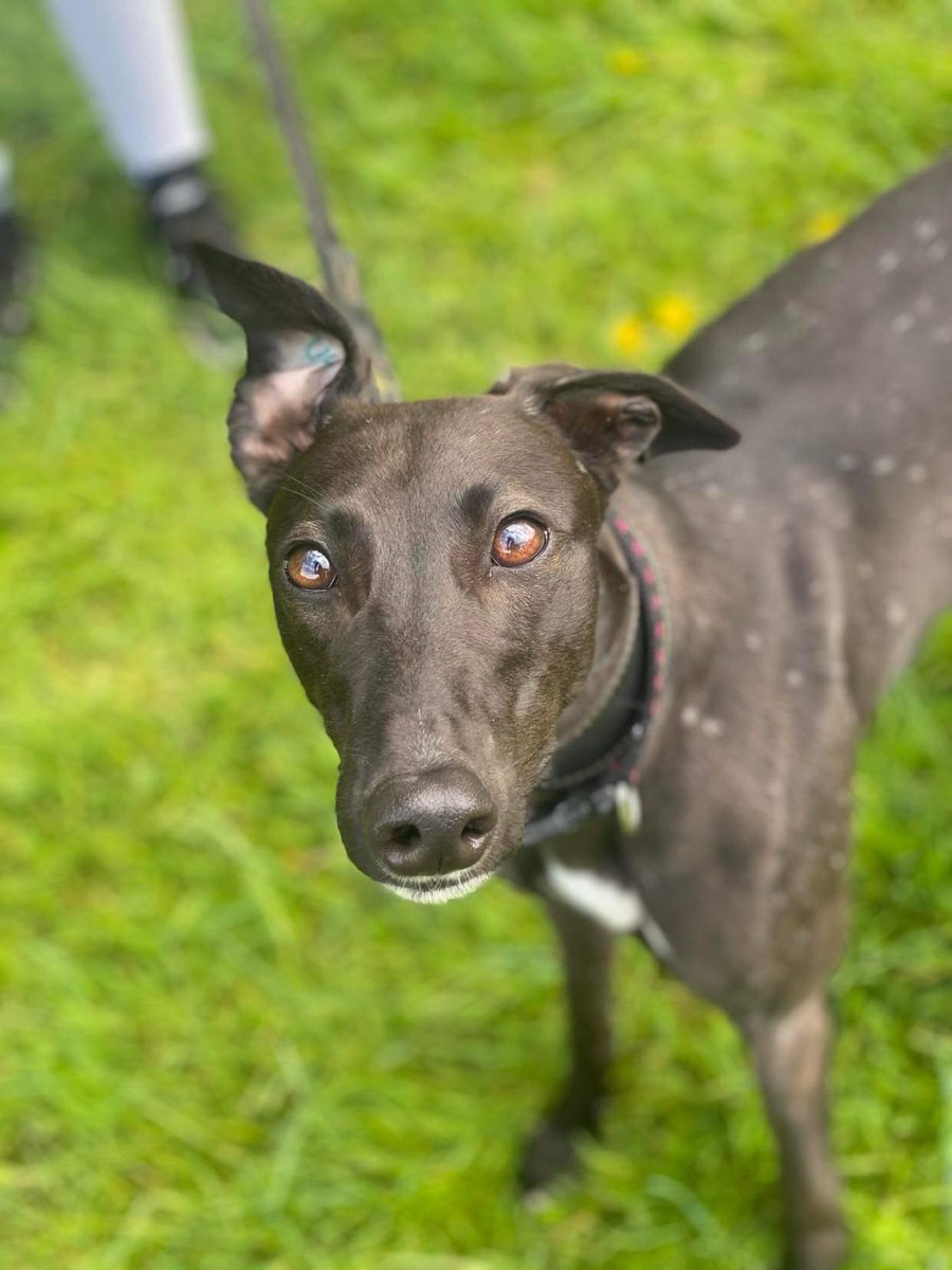 DonovanKennels's tweet photo. @DonovanKennels 
      🏆 BITCH OF THE YEAR 🏆 

               Gypsy Lady (Lady)
10 Wins from 35 races - 28% win rate
Owned by Hurst Park Racing Synd

#GypsyLady #Lady https://t.co/AOaR4la7SE