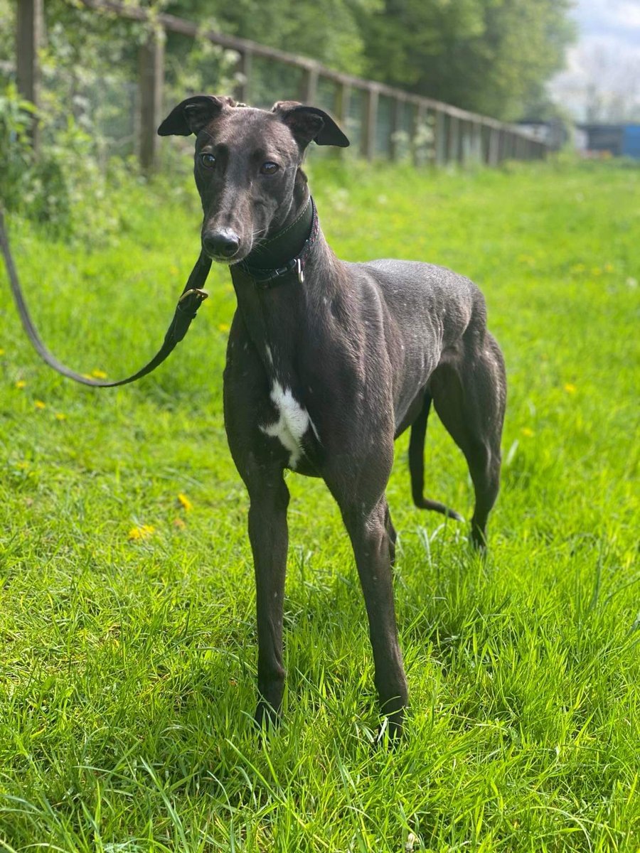DonovanKennels's tweet photo. @DonovanKennels 
      🏆 BITCH OF THE YEAR 🏆 

               Gypsy Lady (Lady)
10 Wins from 35 races - 28% win rate
Owned by Hurst Park Racing Synd

#GypsyLady #Lady https://t.co/AOaR4la7SE