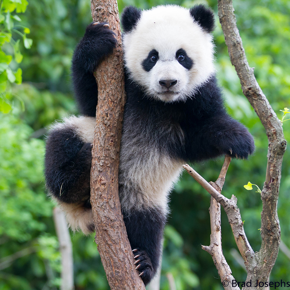 World Wildlife Fund tweet media