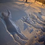 ふわふわの雪の上に見つけた…知らない家族の痕跡w