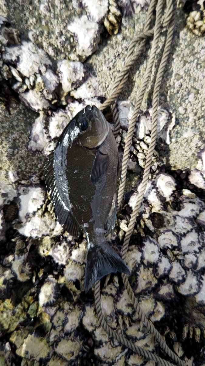 ima_beginner's tweet photo. 年内最後の釣りは、田舎でまったりと磯でフカセ釣り
同行者と合わせて30匹くらい釣って、サイズの良いメジナを数匹を持って帰って甘酢あんかけで美味しく頂きました。良い釣り納めになってよかった。
今年はランカーシーバスを目指して頑張ります https://t.co/ctFLu0wTA3