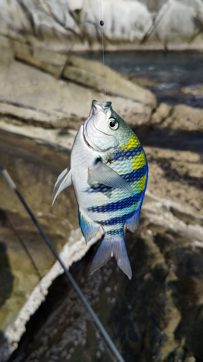 ima_beginner's tweet photo. 年内最後の釣りは、田舎でまったりと磯でフカセ釣り
同行者と合わせて30匹くらい釣って、サイズの良いメジナを数匹を持って帰って甘酢あんかけで美味しく頂きました。良い釣り納めになってよかった。
今年はランカーシーバスを目指して頑張ります https://t.co/ctFLu0wTA3