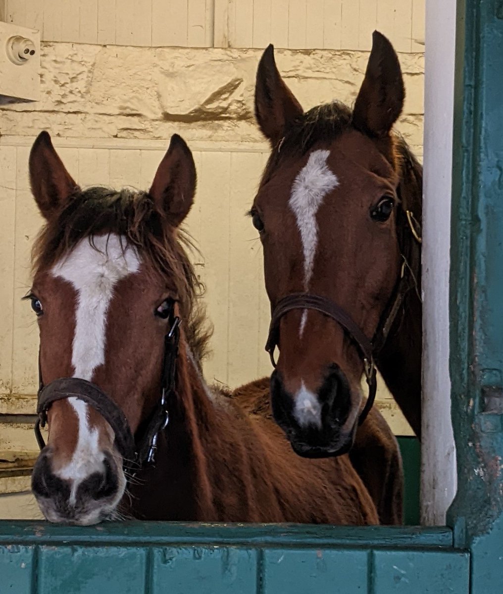 FollandBowen's tweet photo. Very well done to @Hughiemorrison2 & Mary for breeding & training Filanderer who won first time out yesterday 🥳
His dam pictured (Flirtatious) & his full sister who are just home from France listening to the news 🥳🥕🥕
#summerdownstables
#breedingwinners
#trainingwinners https://t.co/zN7SzutdUy
