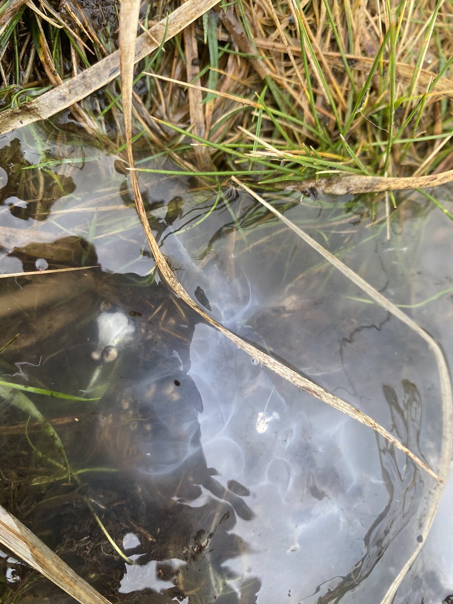 clareoreilly's tweet photo. #natureexperts @IoloWilliams2 @ChrisGPackham @MeganMcCubbin @GreeneIndy any idea what this gelatinous slime on Bodmin moor could be? https://t.co/IayA04wvKq