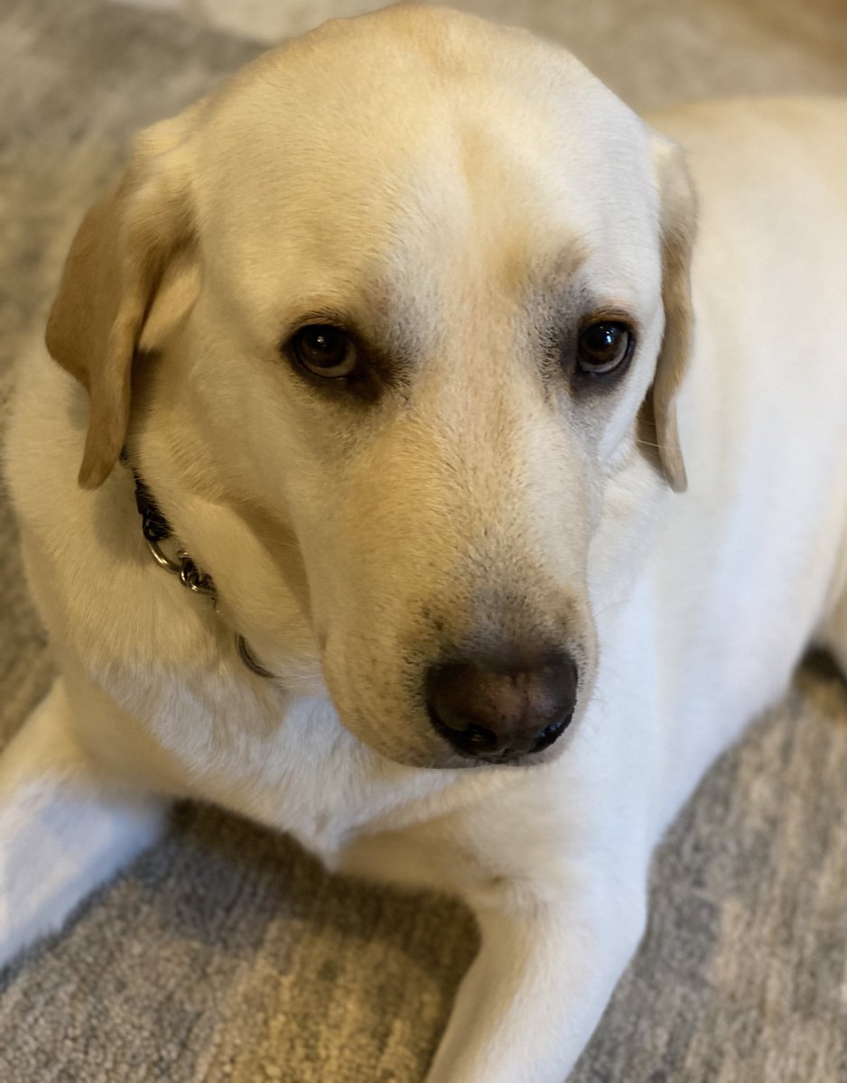 Guide Dog Stew tweet media