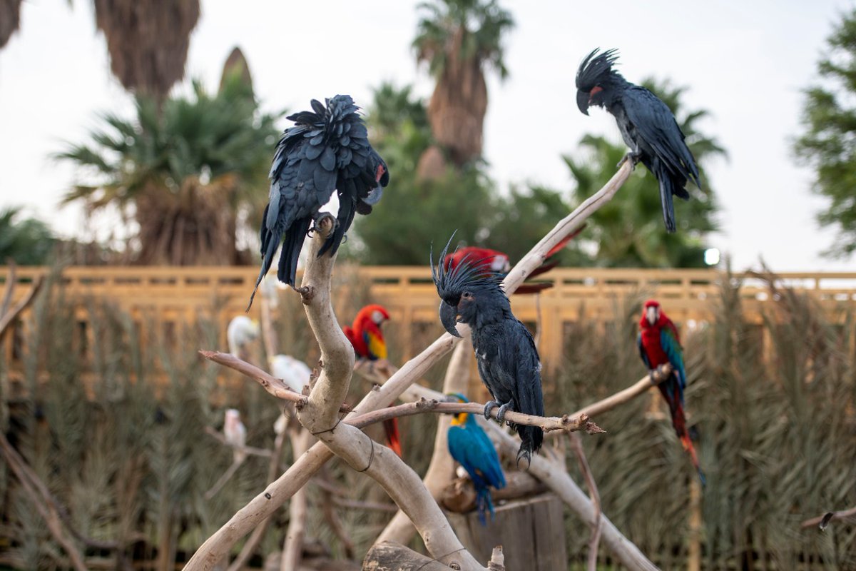 RiyadhSeason's tweet photo. عالم الطيور واسع وممتع .. وفي #رياض_سفاري بتشوف كثير من الأنواع النادرة والجميلة 🦜😍
لا تفوت زيارتها واحجز تذكرتك 🎟
https://t.co/GBwBZJ9JDm
#موسم_الرياض https://t.co/OJs90TwOaQ