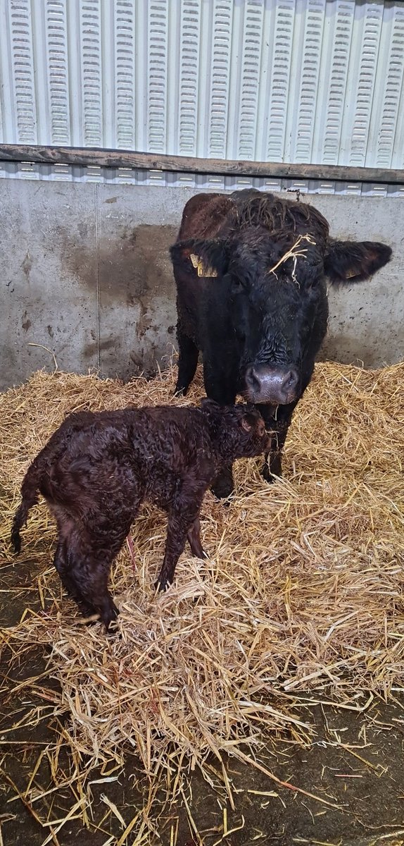 Kieran Galvin tweet media