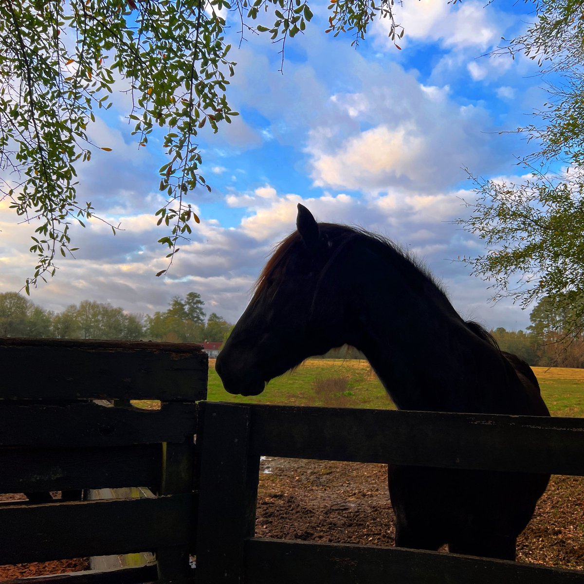 mblshutterbug's tweet photo. 📷 iPhone 13 Pro Max
📍 Springfield, SC 

#MobileShutterbug #MobilePhotography #Photogram #PhotoOfTheDay #Travel #iPhonography #ShotOniPhone #iPhone13ProMax #horse #blueskies https://t.co/CqRyjFTzov