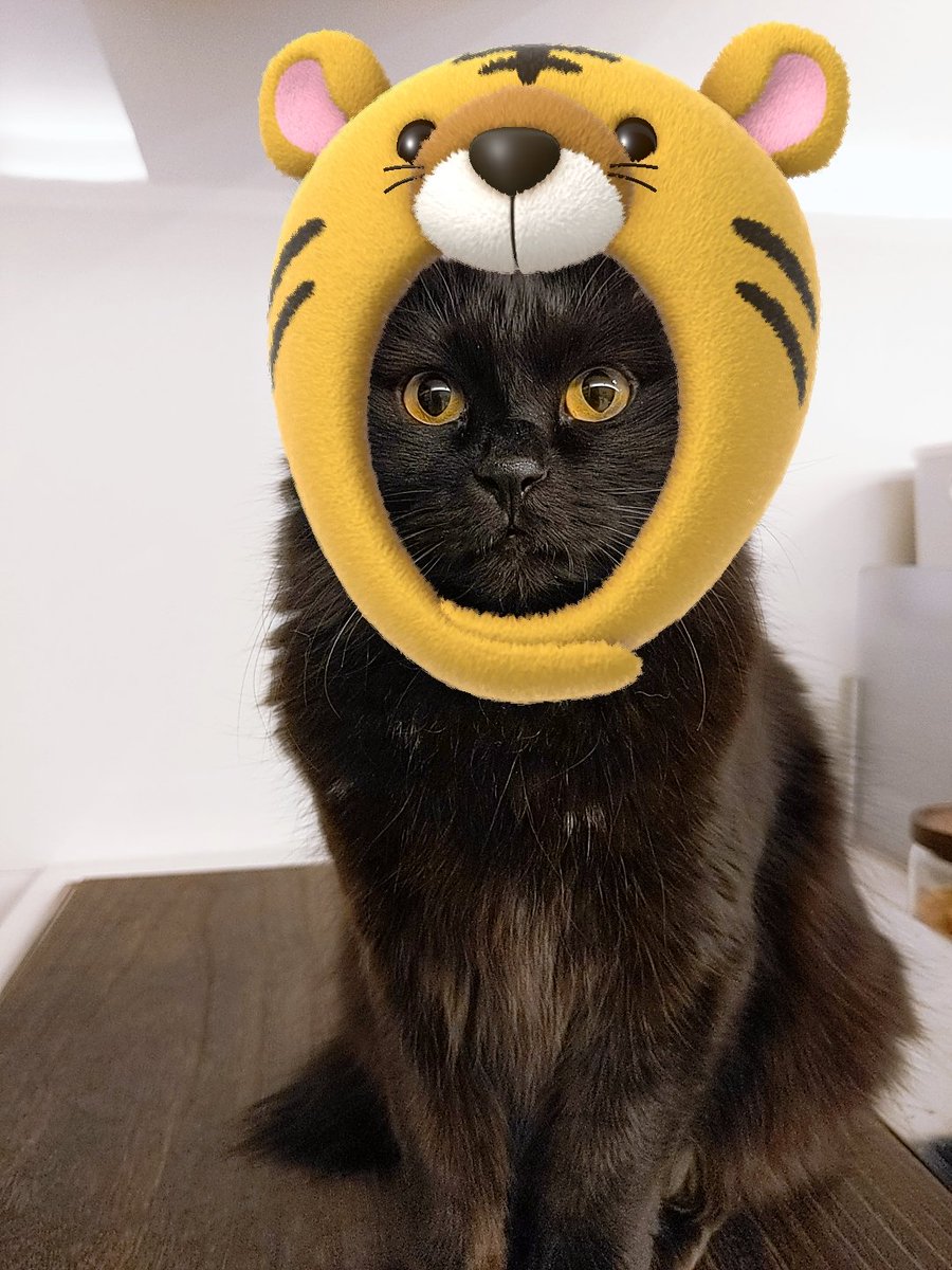 はぴ猫 Hapinekosan Twitter