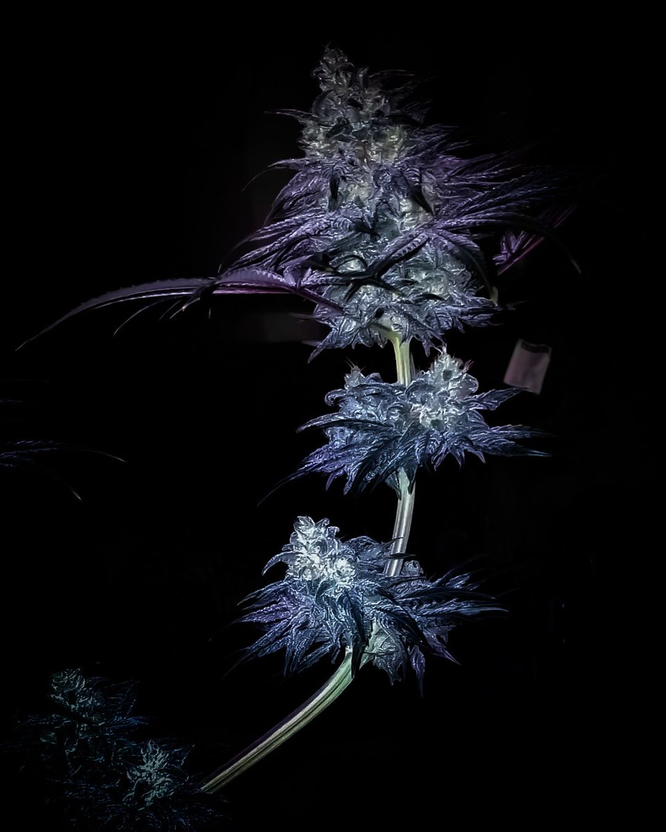 blessedmomma98's tweet photo. Happy New Year!! May 2022 be as beautiful as this branch of #DFGMacDragonBx1 bred by @FlameGenetics grown at #TheGardenWithoutAName
My chosen girl πππ€―π #growyourown #seedtosoul https://t.co/aTEvnlfZLB