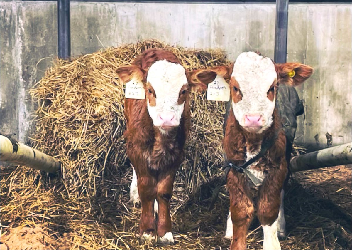 bigfallsag's tweet photo. Check out these sweet twin girls born on our farm. Both healthy and doing a great job feeding on their momma 🐂🐂 #localfood @NLFarms @FFA_GovNL https://t.co/9KrLCrGOau