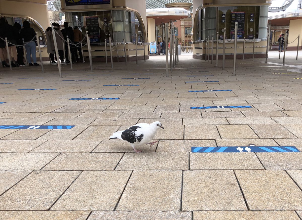 cookie_squash's tweet photo. イケメンなポッポいた https://t.co/Ke01piZh3m