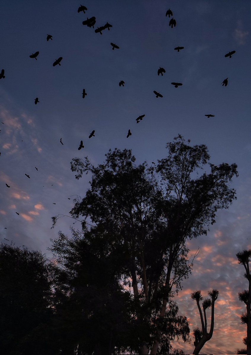 photugrapher's tweet photo. The birds welcome the new year
#welcome2022 #2022NewYear https://t.co/JSNprq1E5Y