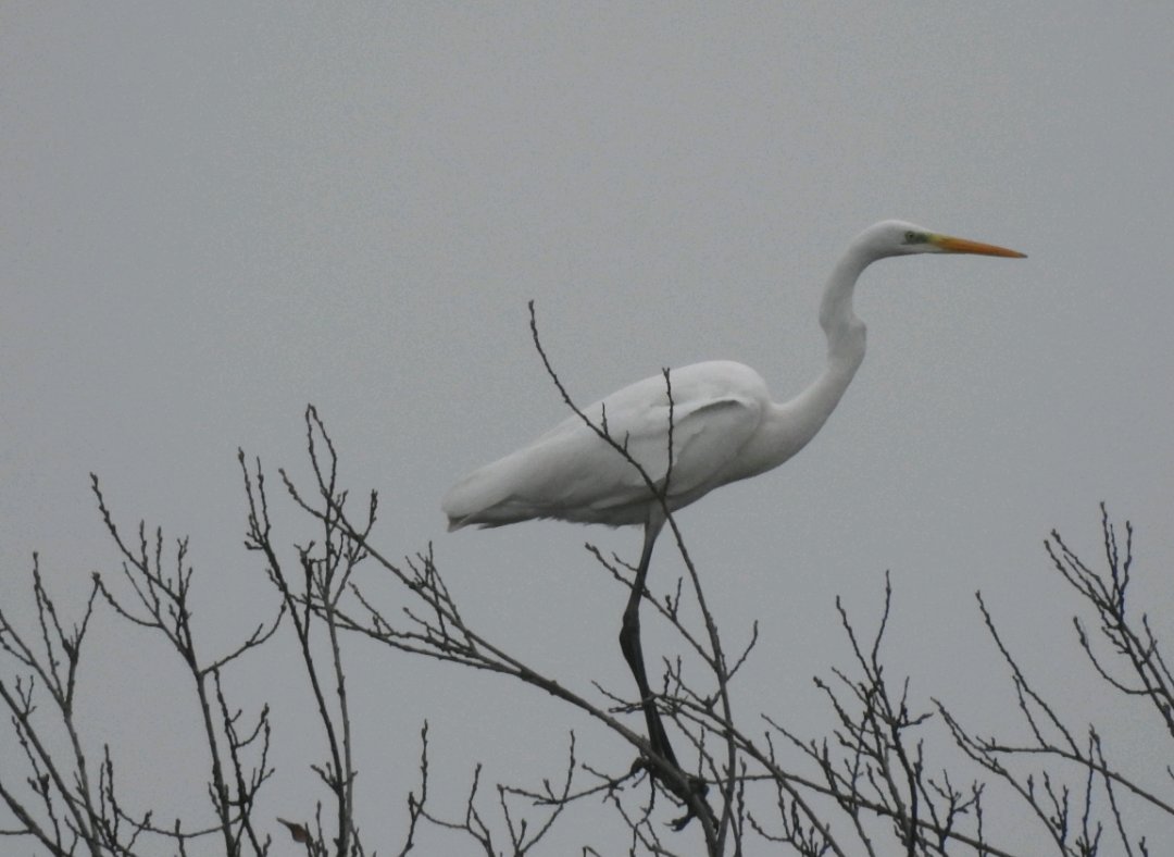 Great 1st birding day of the year this morning, starring a GWE which I'd manage to miss previously at Venus Pools until today. Thoroughly enjoyed the members only hides since becoming an @sosbirds member, definitely recommend. Lovely to see so many out doing what they love today.