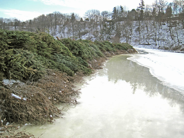 We know that Christmas trees absorb carbon and produce oxygen, but if you want to increase the sustainability of your tree, bring it to the Conservation Halton Admin Office at 2596 Britannia Road on January 8 from 9am-1pm, so that we can use it to restore creeks and streams. 🌲🌲