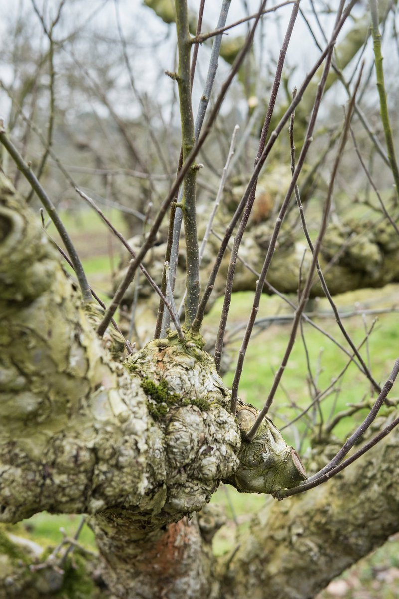 Your January gardening checklist 📝

🍏 Prune apple and pear trees
🐦 Put out food and water for hungry birds
🥔 Plan your vegetable rotations for the year
🧼 Clean out pots for the spring

rhs.org.uk/advice/in-mont…