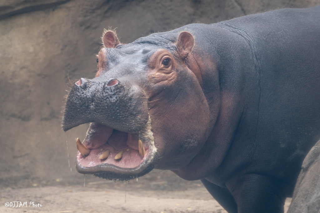 CincinnatiZoo's tweet photo. It's the first day of Fiona's birthday month! The Queen of the city will turn 5 on January 24.  Attend her Virtual Birthday Party: https://t.co/JEEqiZNus6 👑🦛 https://t.co/HNCQxmm0sa