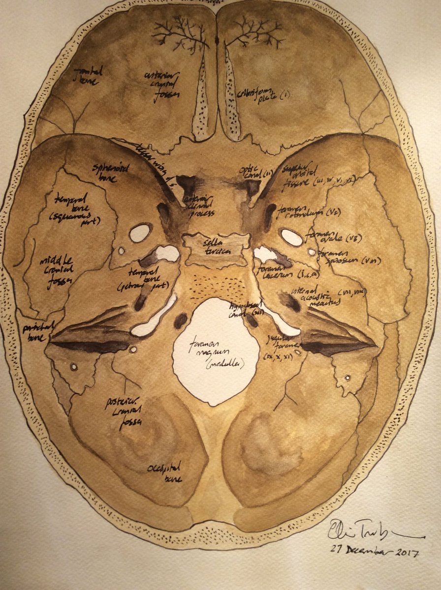 I recently posted my painting of the brain’s ventral surface, and the vascular system. It got a fair few likes. So here is my attempt at the anatomical compliment of that ventral surface, the base of skull. Such important anatomy, especially for understanding closed head injury.