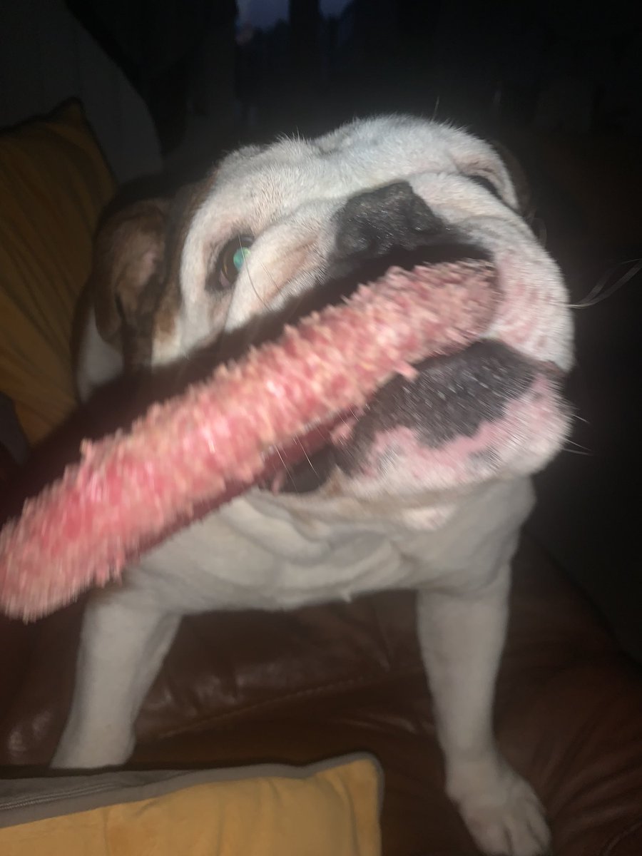 bulldog_harry's tweet photo. #HappyNewYear to everyone 🐶 now stop watching the #Football ⚽️ dad and start playing with me!!! #RingPull #HarryTheBulldog 🐾 #WoofWoof https://t.co/MJhn3Nwxlf