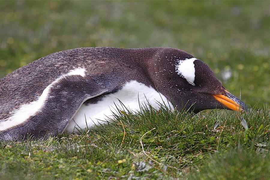 penguins365's tweet photo. I'm still sleeping! Come back when the sun has set again! ๐ง
#PenguinOfTheDay
#StillSleeping #FeelingRelaxed #RockhopperParties #Penguins
๐ธdfaulder
https://t.co/xlpz68WIlf https://t.co/1SaBvl6WeR