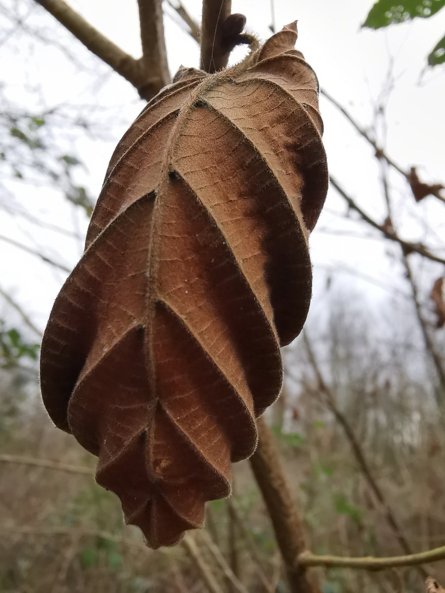 Chris Wayman tweet media