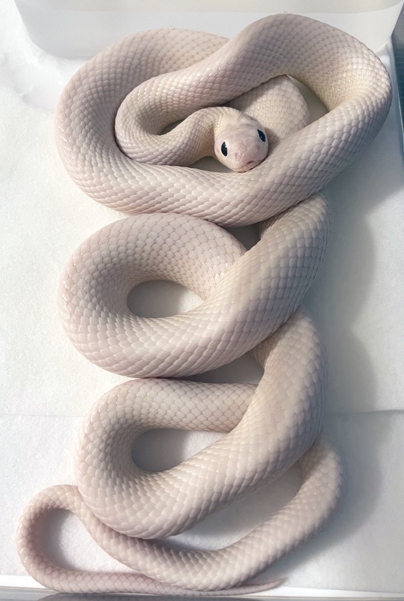 ねこの忍者 M39jp Twitter