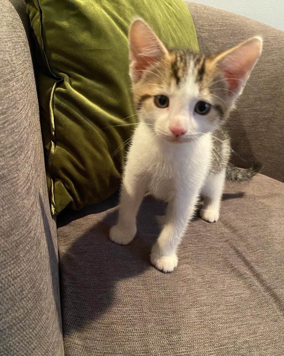 JacVicsum's tweet photo. This is our new furry friend, Zach. Named by our son after his all-time favorite player @ZERTZ_86 https://t.co/bWmPdrgBEs