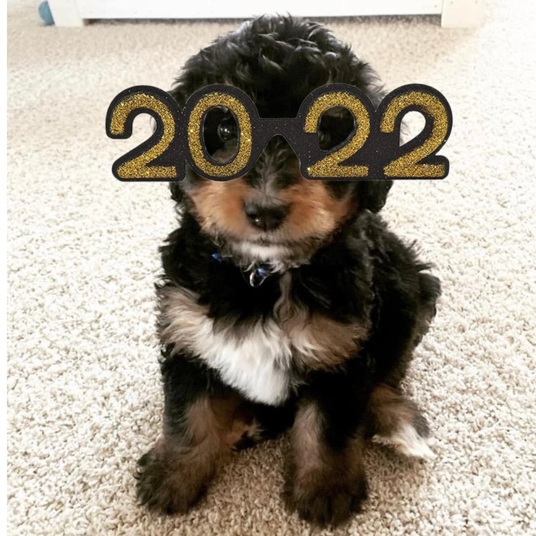 Rosie wishes you a Happy New Year!!!