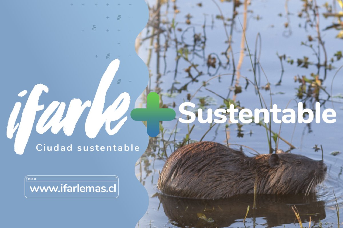 IfarleM's tweet photo. ¿Cómo cuidar la fauna y flora del Canal Ifarle y sus humedales? Generando un proyecto que armonice la sustentabilidad ambiental y social con un proyecto de ciudad fluvial del siglo XXI. Conoce más en https://t.co/ot8F5LFTHL https://t.co/pa8gkNZKjH