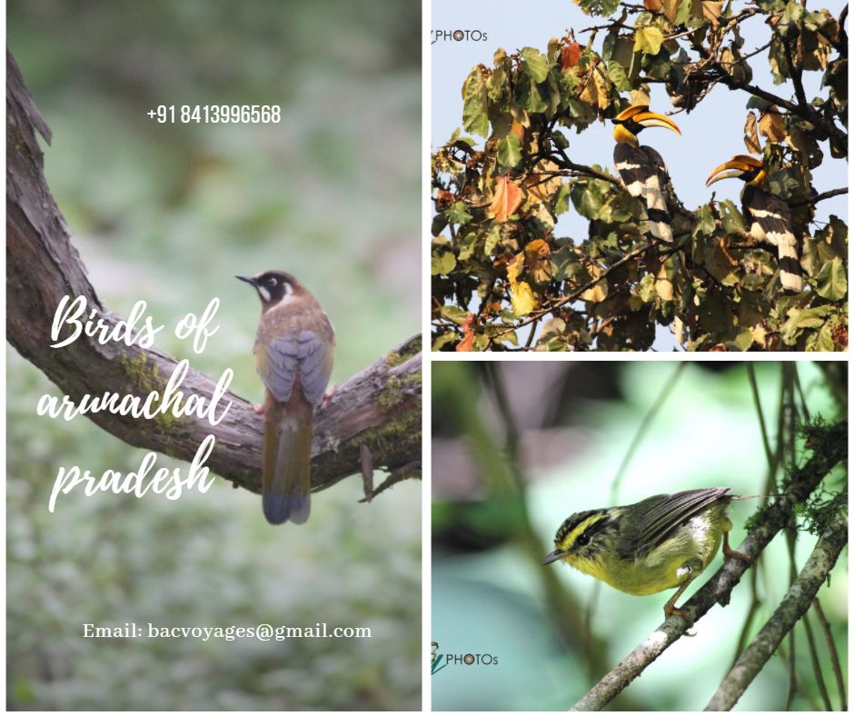 bengiamrinal's tweet photo. Birds are a daily, delightful connection to nature. #birdsofarunachal, #birdphotography #BirdsSeenIn2021 #canonphotography @Britnatureguide https://t.co/uS9oBWkrhD