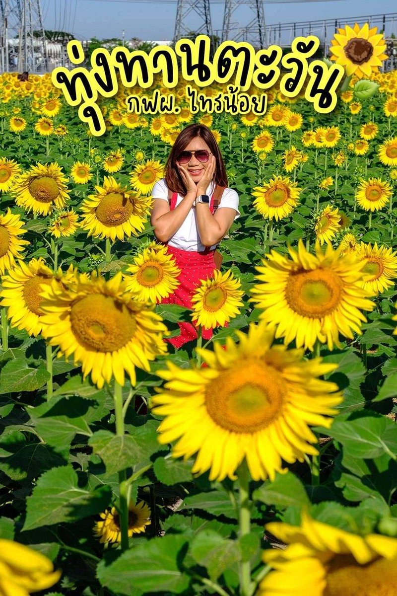 AmazingcoupleTH's tweet photo. 🌻🌻 #ทุ่งทานตะวันและปอเทือง #นนทบุรี ใกล้แค่เ��ื้อม กว้าง 8 ไร่ เข้าชมฟรี แถมมีของที่ระลึกแจก!!

🏤 พิกัด : การไฟฟ้าฝ่ายผลิต ไทรน้อย จ.นนทบุรี (ทุ่งดอกไม้จะอยู่ด้านหน้าเลย มีป้ายและเจ้าหน้าที่คอยดูแลชัดเจน)
⏲ เวลาเปิด : 7.00 – 18.00 น.
🚗 ที่จอดรถ : มี และจอดฟรี

@kptalonlak https://t.co/Bsl6543eh9