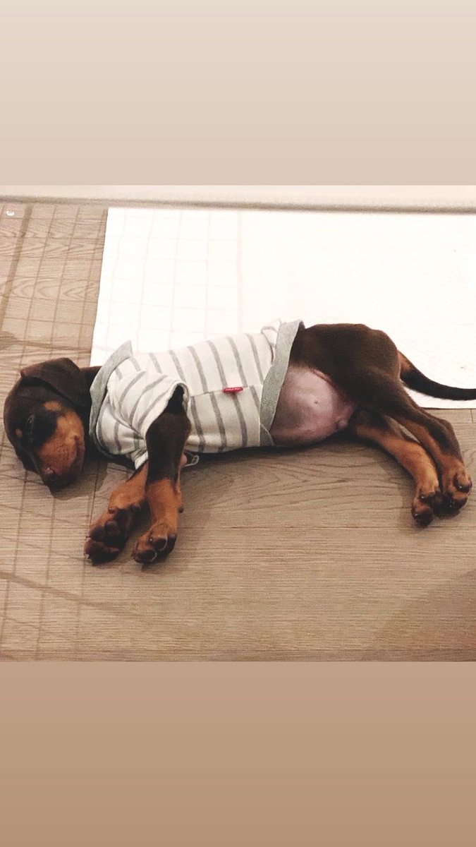 thvagiota's tweet photo. jungkook é o pai mais babão 😭😭😭 https://t.co/irjZP7alKf