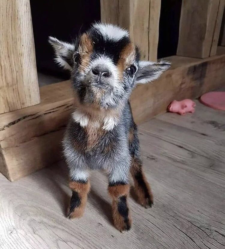 Samurai Apocalypse tweet media