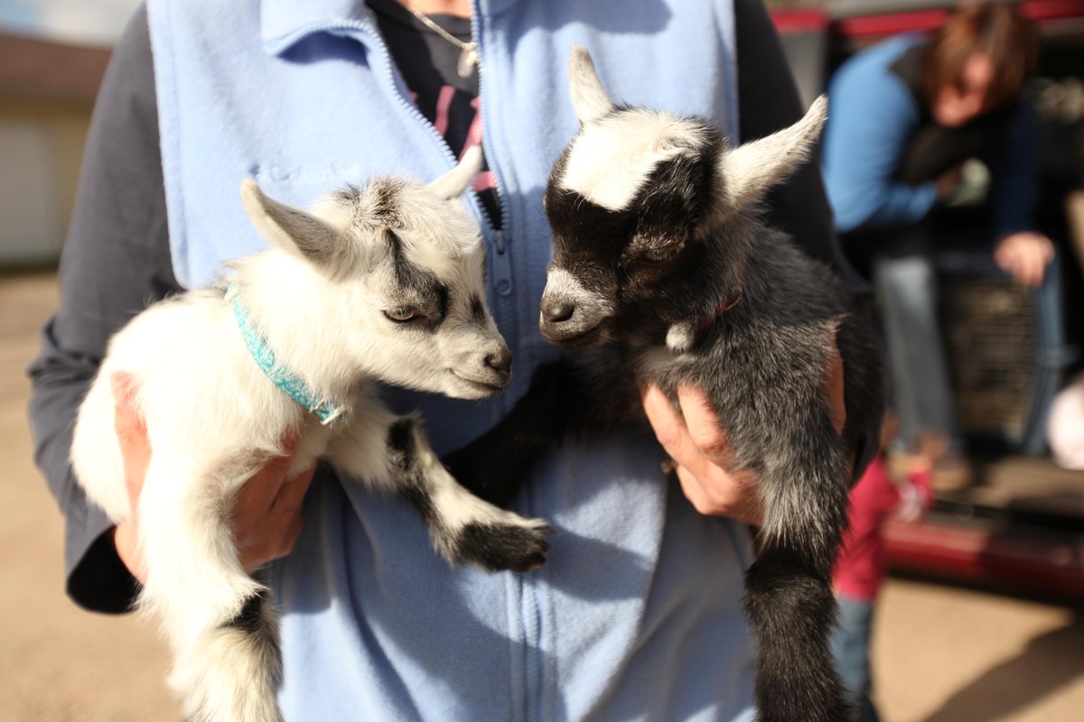NatGeoAnimals's tweet photo. Two baby goats wait to see Dr. Pol. #DrPol #12DaysOfPol https://t.co/BJm1K6Bhn6