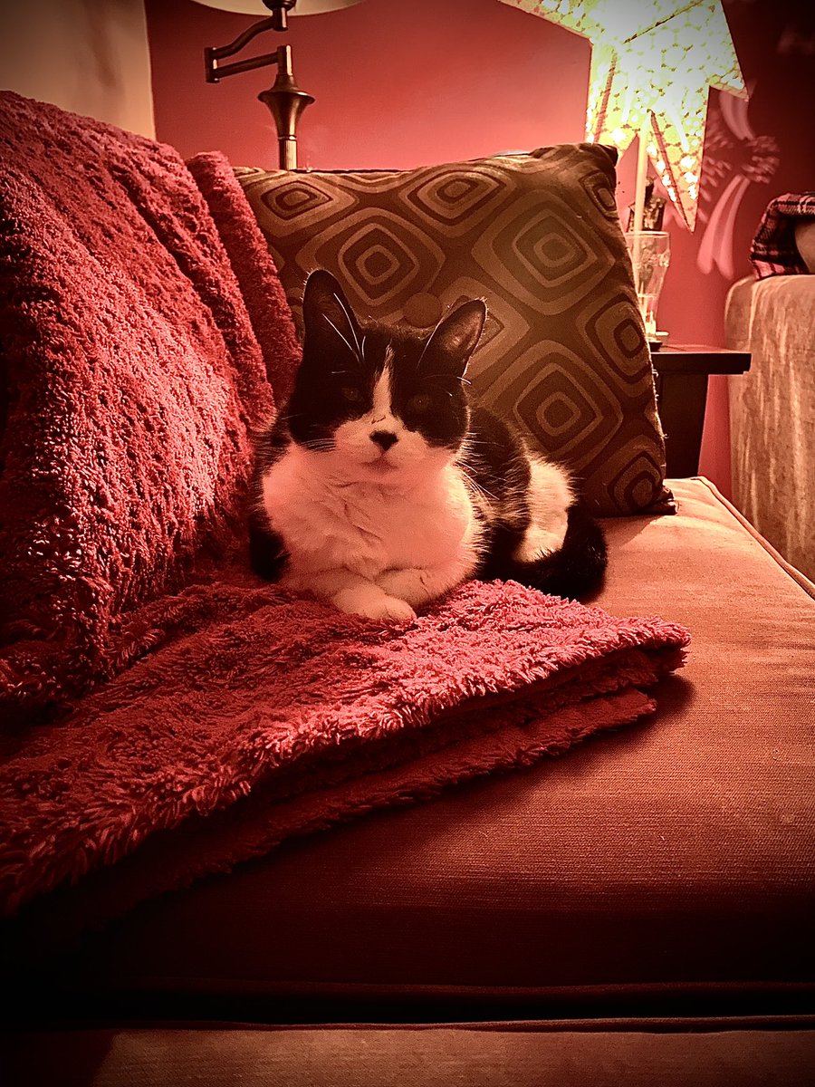 Happy Caturday ! ❤️ Toli #CatsOfTwitter
