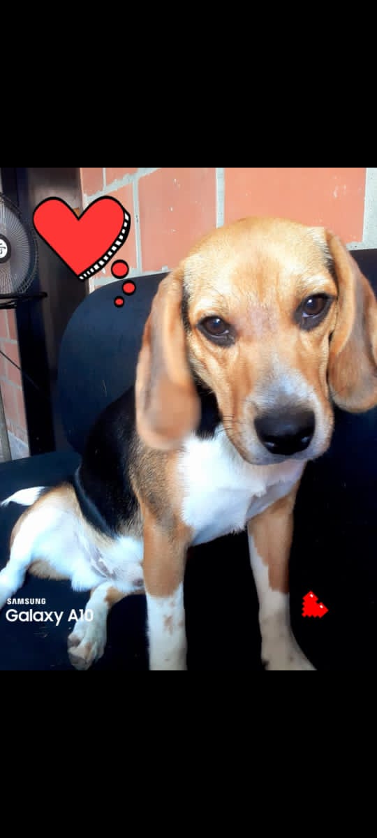 #SeBusca RT <a href="/yaracalcagno/">yara calcagno</a>: Por favor difundir este perrito de aprox 1 año y medio se escapó  el día de ayer de su temporal, los teques, carrizales, por favor si lo ven contactar con este número  0412-2953243, gracias de antemano