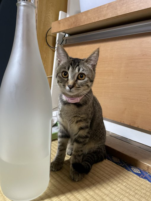 Twitterのコスプレ画像37